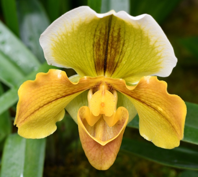 Orchid Show - Paphiopedilum hybrid